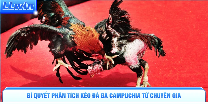 Đá Gà Campuchia - Đấu Trường Đỉnh Cao Kịch Tính Tại LLWIN - pa79