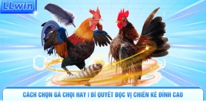 Đá Gà LLWIN | Đấu Trường Nảy Lửa Tranh Tài Kịch Tính - pa79
