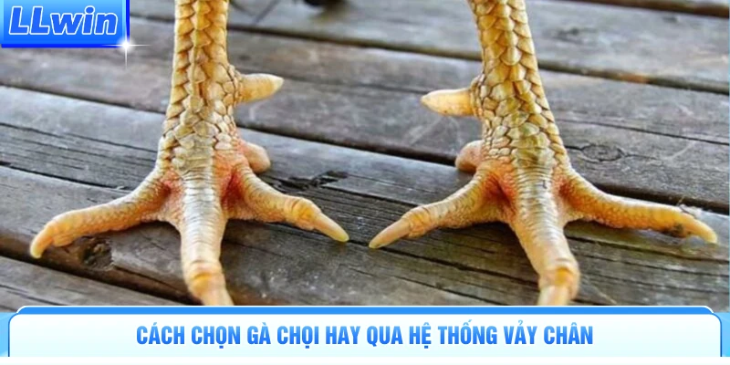 Cách Chọn Gà Chọi Hay | Bí Quyết Đọc Vị Chiến Kê Đỉnh Cao - pa79