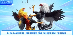 Đá Gà LLWIN | Đấu Trường Nảy Lửa Tranh Tài Kịch Tính - pa79