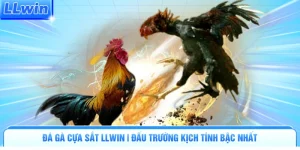 Đá Gà LLWIN | Đấu Trường Nảy Lửa Tranh Tài Kịch Tính - pa79