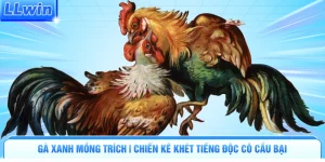 Đá Gà LLWIN | Đấu Trường Nảy Lửa Tranh Tài Kịch Tính - pa79