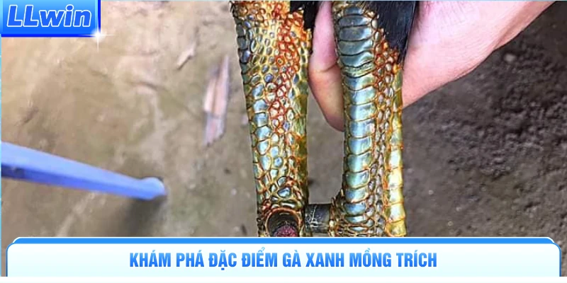 Gà Xanh Mồng Trích | Chiến Kê Khét Tiếng Độc Cô Cầu Bại - pa79