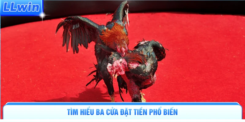 Đá Gà Campuchia - Đấu Trường Đỉnh Cao Kịch Tính Tại LLWIN - pa79
