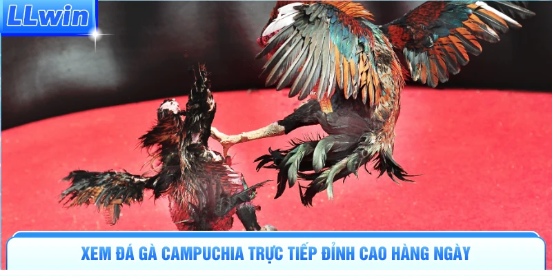 Đá Gà Campuchia - Đấu Trường Đỉnh Cao Kịch Tính Tại LLWIN - pa79